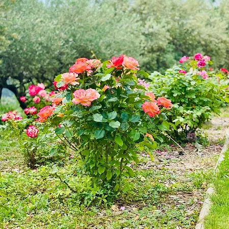 Pensionat L Ostau De La Treille 3*